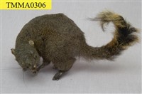 藏品(赤腹松鼠)的圖片